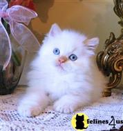 himalayan kitten posted by HOLLYWOOD HIMALAYANS