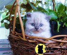 himalayan kitten posted by HOLLYWOOD HIMALAYANS