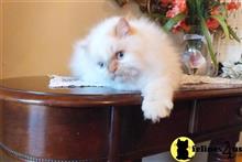 himalayan kitten posted by HOLLYWOOD HIMALAYANS
