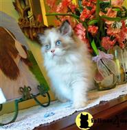 himalayan kitten posted by HOLLYWOOD HIMALAYANS
