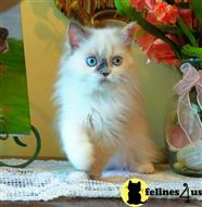 himalayan kitten posted by HOLLYWOOD HIMALAYANS