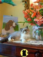 himalayan kitten posted by HOLLYWOOD HIMALAYANS