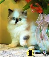 himalayan kitten posted by HOLLYWOOD HIMALAYANS