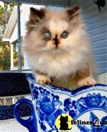 himalayan kitten posted by HOLLYWOOD HIMALAYANS