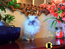 himalayan kitten posted by HOLLYWOOD HIMALAYANS