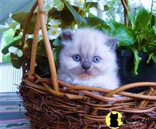 himalayan kitten posted by HOLLYWOOD HIMALAYANS
