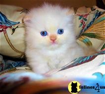 himalayan kitten posted by HOLLYWOOD HIMALAYANS
