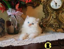himalayan kitten posted by HOLLYWOOD HIMALAYANS