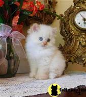 himalayan kitten posted by HOLLYWOOD HIMALAYANS