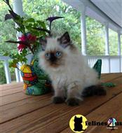 himalayan kitten posted by HOLLYWOOD HIMALAYANS