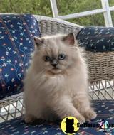 himalayan kitten posted by HOLLYWOOD HIMALAYANS
