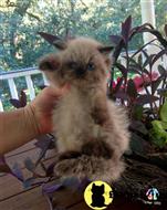 himalayan kitten posted by HOLLYWOOD HIMALAYANS