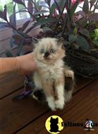 himalayan kitten posted by HOLLYWOOD HIMALAYANS