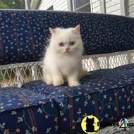 himalayan kitten posted by HOLLYWOOD HIMALAYANS