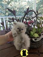 himalayan kitten posted by HOLLYWOOD HIMALAYANS