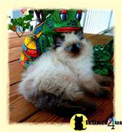 himalayan kitten posted by HOLLYWOOD HIMALAYANS