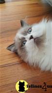 himalayan kitten posted by HOLLYWOOD HIMALAYANS
