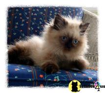 himalayan kitten posted by HOLLYWOOD HIMALAYANS