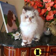 himalayan kitten posted by HOLLYWOOD HIMALAYANS