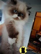 himalayan kitten posted by HOLLYWOOD HIMALAYANS