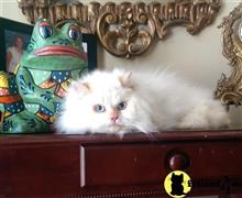 himalayan kitten posted by HOLLYWOOD HIMALAYANS