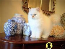 himalayan kitten posted by HOLLYWOOD HIMALAYANS
