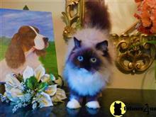 himalayan kitten posted by HOLLYWOOD HIMALAYANS