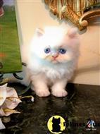 himalayan kitten posted by HOLLYWOOD HIMALAYANS