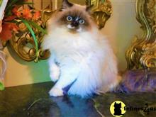 himalayan kitten posted by HOLLYWOOD HIMALAYANS