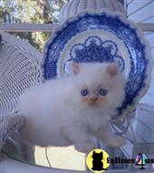 himalayan kitten posted by HOLLYWOOD HIMALAYANS