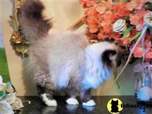 himalayan kitten posted by HOLLYWOOD HIMALAYANS