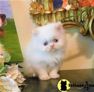 himalayan kitten posted by HOLLYWOOD HIMALAYANS