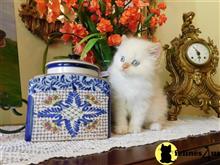 himalayan kitten posted by HOLLYWOOD HIMALAYANS
