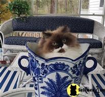 himalayan kitten posted by HOLLYWOOD HIMALAYANS