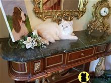 himalayan kitten posted by HOLLYWOOD HIMALAYANS
