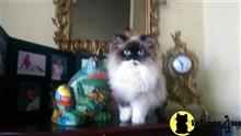 himalayan kitten posted by HOLLYWOOD HIMALAYANS