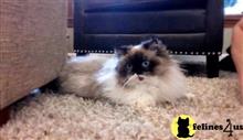 himalayan kitten posted by HOLLYWOOD HIMALAYANS