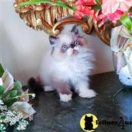 himalayan kitten posted by HOLLYWOOD HIMALAYANS