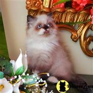 himalayan kitten posted by HOLLYWOOD HIMALAYANS