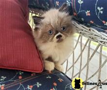 himalayan kitten posted by HOLLYWOOD HIMALAYANS