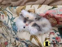 himalayan kitten posted by HOLLYWOOD HIMALAYANS