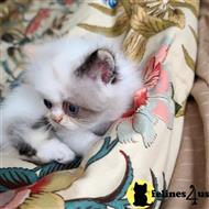 himalayan kitten posted by HOLLYWOOD HIMALAYANS