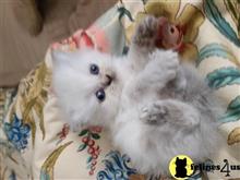 himalayan kitten posted by HOLLYWOOD HIMALAYANS