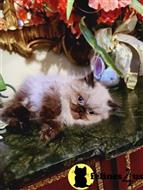 himalayan kitten posted by HOLLYWOOD HIMALAYANS
