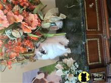himalayan kitten posted by HOLLYWOOD HIMALAYANS