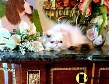 himalayan kitten posted by HOLLYWOOD HIMALAYANS