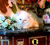 himalayan kitten posted by HOLLYWOOD HIMALAYANS