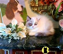 himalayan kitten posted by HOLLYWOOD HIMALAYANS