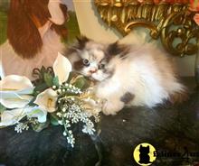 himalayan kitten posted by HOLLYWOOD HIMALAYANS