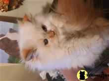 himalayan kitten posted by HOLLYWOOD HIMALAYANS